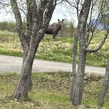 Semesterbostad Tenant Dverberg